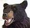 BlackBearIcon.JPG