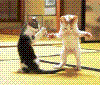 dancin kitties - ani.gif