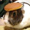 pancake_rabbit.jpg