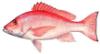 red_snapper_1.jpg