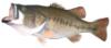 largeBass05.jpg