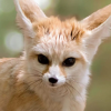 Fennec Fox.png