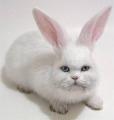 catrabbit.jpg catrabbit.jpg