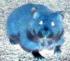 hamsterr.jpg hamsterr.jpg
