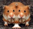 twinhamsters.jpg twinhamsters.jpg