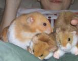 hamsters.jpg hamsters.jpg
