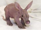 baby-aardvark.jpg baby-aardvark.jpg