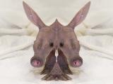 two-head-baby-aardvark.jpg two-head-baby-aardvark.jpg