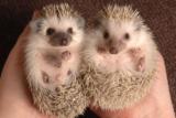 hedgehogs.jpg hedgehogs.jpg