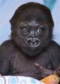 baby-gorilla.jpg baby-gorilla.jpg