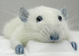 rat.jpg rat.jpg