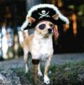 PirateDog.jpg