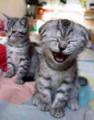 CatLOL.jpg CatLOL.jpg