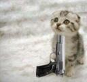 KittenGun.jpg KittenGun.jpg
