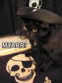 CatPirate2.jpg CatPirate2.jpg