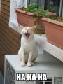 ha-ha-ha2.jpg ha-ha-ha2.jpg